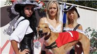 Lemon_Moet_Secret_Greyhound_Race_CGDF_DSC00405.JPG