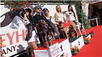 Secret_Greyhound_Race_300m_Czech-Greyhound_Racing_Federation_ DSC00391.JPG