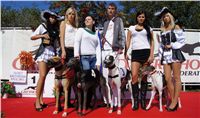 Secret_Greyhound_Race_300m_Czech-Greyhound_Racing_Federation_DSC00355.JPG