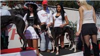 Secret_Greyhound_Race_Czech_Greyhound_Racing_Federation_DSC00634.JPG