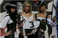 Secret_Greyhound_Race_Czech_Greyhound_Racing_Federation_NQ1M8121-v.JPG