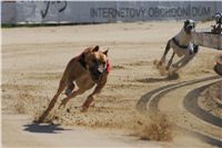 Secret_Greyhound_Race_2011_Czech_Greyhound_Racing_Federation_DSC00369.JPG