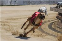 Secret_Greyhound_Race_2011_Czech_Greyhound_Racing_Federation_DSC00370.JPG