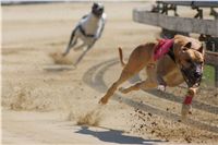 Secret_Greyhound_Race_2011_Czech_Greyhound_Racing_Federation_DSC00371.JPG