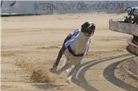 Secret_Greyhound_Race_2011_Czech_Greyhound_Racing_Federation_DSC00373.JPG
