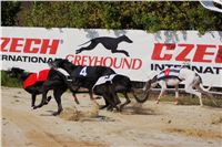 Secret_Greyhound_Race_2011_Czech_Greyhound_Racing_Federation_DSC00500.JPG