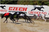 Secret_Greyhound_Race_2011_Czech_Greyhound_Racing_Federation_DSC00501.JPG
