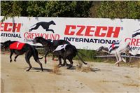 Secret_Greyhound_Race_2011_Czech_Greyhound_Racing_Federation_DSC00502.JPG