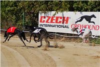 Secret_Greyhound_Race_2011_Czech_Greyhound_Racing_Federation_DSC00504.JPG