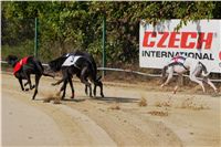 Secret_Greyhound_Race_2011_Czech_Greyhound_Racing_Federation_DSC00505.JPG