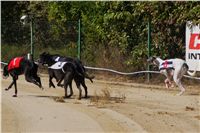 Secret_Greyhound_Race_2011_Czech_Greyhound_Racing_Federation_DSC00506.JPG
