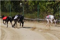 Secret_Greyhound_Race_2011_Czech_Greyhound_Racing_Federation_DSC00507.JPG