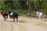 Secret_Greyhound_Race_2011_Czech_Greyhound_Racing_Federation_DSC00508.JPG