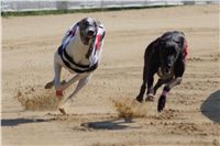 Secret_Greyhound_Race_2011_Czech_Greyhound_Racing_Federation_DSC00514.JPG
