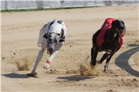 Secret_Greyhound_Race_2011_Czech_Greyhound_Racing_Federation_DSC00515.JPG