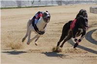 Secret_Greyhound_Race_2011_Czech_Greyhound_Racing_Federation_DSC00516.JPG
