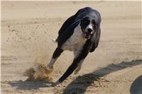 Secret_Greyhound_Race_2011_Czech_Greyhound_Racing_Federation_DSC00602.JPG