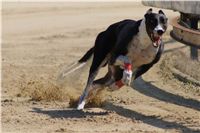 Secret_Greyhound_Race_2011_Czech_Greyhound_Racing_Federation_DSC00605.JPG