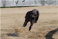 Secret_Greyhound_Race_2011_Czech_Greyhound_Racing_Federation_DSC00610.JPG