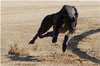 Secret_Greyhound_Race_2011_Czech_Greyhound_Racing_Federation_DSC00612.JPG