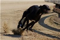 Secret_Greyhound_Race_2011_Czech_Greyhound_Racing_Federation_DSC00613.JPG