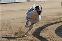 Secret_Greyhound_Race_2011_Czech_Greyhound_Racing_Federation_DSC00619.JPG