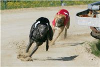 dostihy_chrtu_Secret_Greyhound_Race_Czech_Greyhound_Racing_Federation_NQ1M8044.JPG