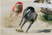 dostihy_chrtu_Secret_Greyhound_Race_Czech_Greyhound_Racing_Federation_NQ1M8045.JPG