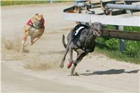 dostihy_chrtu_Secret_Greyhound_Race_Czech_Greyhound_Racing_Federation_NQ1M8046.JPG