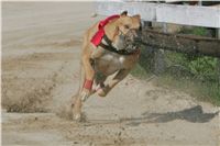 dostihy_chrtu_Secret_Greyhound_Race_Czech_Greyhound_Racing_Federation_NQ1M8047.JPG