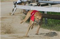 dostihy_chrtu_Secret_Greyhound_Race_Czech_Greyhound_Racing_Federation_NQ1M8048.JPG