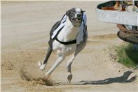 dostihy_chrtu_Secret_Greyhound_Race_Czech_Greyhound_Racing_Federation_NQ1M8049.JPG