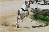 dostihy_chrtu_Secret_Greyhound_Race_Czech_Greyhound_Racing_Federation_NQ1M8050.JPG