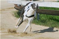 dostihy_chrtu_Secret_Greyhound_Race_Czech_Greyhound_Racing_Federation_NQ1M8051.JPG