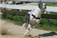dostihy_chrtu_Secret_Greyhound_Race_Czech_Greyhound_Racing_Federation_NQ1M8052.JPG