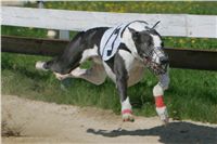 dostihy_chrtu_Secret_Greyhound_Race_Czech_Greyhound_Racing_Federation_NQ1M8053.JPG