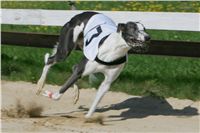 dostihy_chrtu_Secret_Greyhound_Race_Czech_Greyhound_Racing_Federation_NQ1M8054.JPG