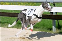 dostihy_chrtu_Secret_Greyhound_Race_Czech_Greyhound_Racing_Federation_NQ1M8055.JPG