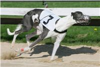 dostihy_chrtu_Secret_Greyhound_Race_Czech_Greyhound_Racing_Federation_NQ1M8057.JPG