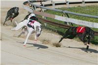 dostihy_chrtu_Secret_Greyhound_Race_Czech_Greyhound_Racing_Federation_NQ1M8311.JPG