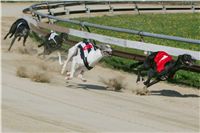 dostihy_chrtu_Secret_Greyhound_Race_Czech_Greyhound_Racing_Federation_NQ1M8312.JPG