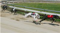 dostihy_chrtu_Secret_Greyhound_Race_Czech_Greyhound_Racing_Federation_NQ1M8313.JPG