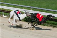 dostihy_chrtu_Secret_Greyhound_Race_Czech_Greyhound_Racing_Federation_NQ1M8314.JPG