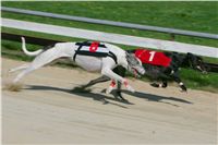 dostihy_chrtu_Secret_Greyhound_Race_Czech_Greyhound_Racing_Federation_NQ1M8315.JPG