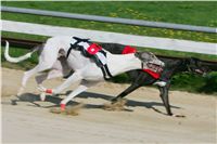 dostihy_chrtu_Secret_Greyhound_Race_Czech_Greyhound_Racing_Federation_NQ1M8316.JPG