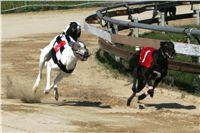 dostihy_chrtu_Secret_Greyhound_Race_Czech_Greyhound_Racing_Federation_NQ1M8344.JPG