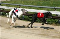 dostihy_chrtu_Secret_Greyhound_Race_Czech_Greyhound_Racing_Federation_NQ1M8347.JPG