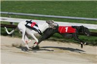 dostihy_chrtu_Secret_Greyhound_Race_Czech_Greyhound_Racing_Federation_NQ1M8350.JPG