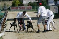 dostihy_chrtu_Secret_Greyhound_Race_Czech_Greyhound_Racing_Federation_NQ1M8357.JPG