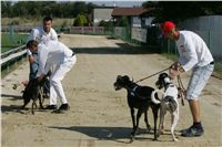 dostihy_chrtu_Secret_Greyhound_Race_Czech_Greyhound_Racing_Federation_NQ1M8360.JPG